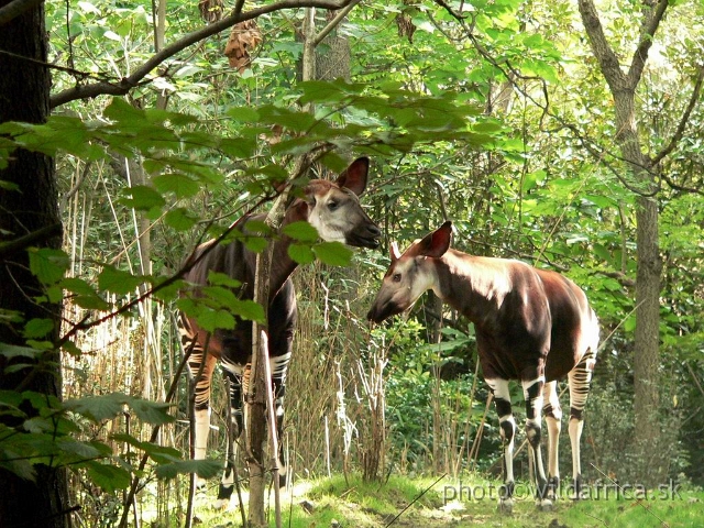 okapi 05.jpg - Okapi pair in very realistic enclosure.